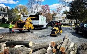 How Our Tree Care Process Works  in  Nambe, NM