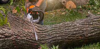 Best Lawn Renovation and Restoration  in Nambe, NM