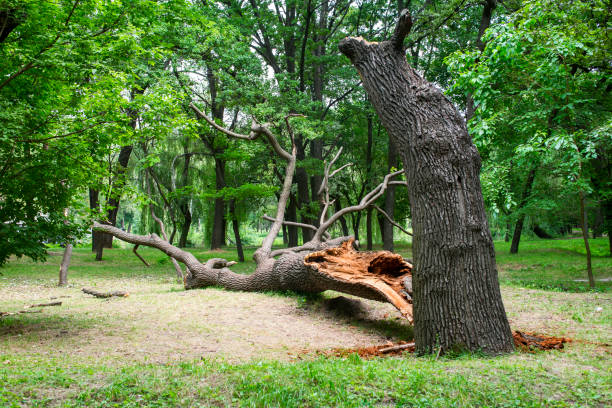 Lawn Renovation and Restoration in Nambe, NM