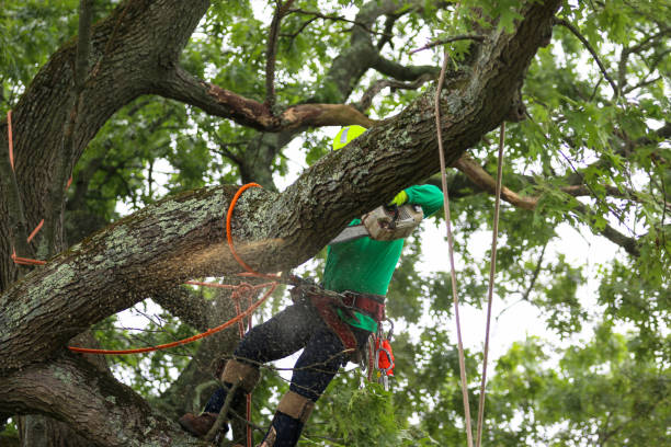 Best Tree Preservation Services  in Nambe, NM