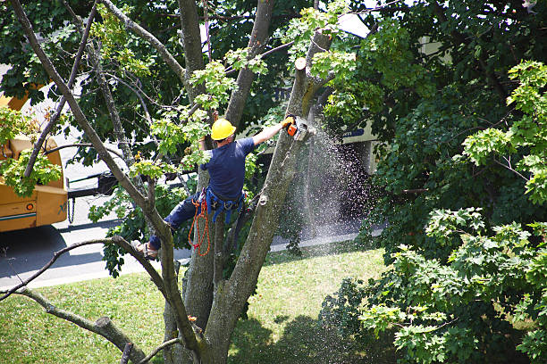 Best Tree Disease Treatment  in Nambe, NM