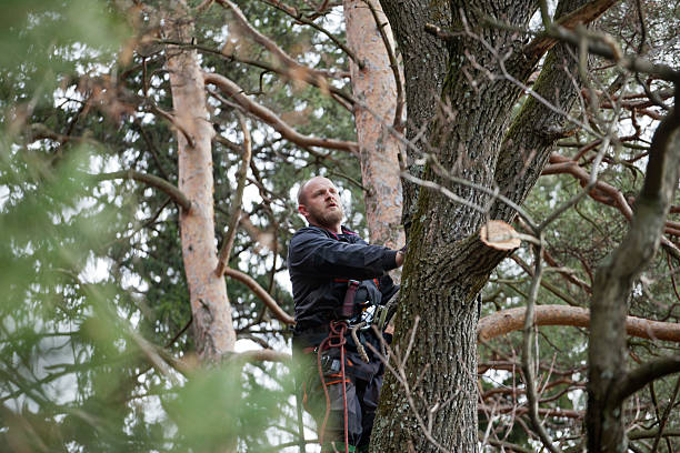 How Our Tree Care Process Works  in  Nambe, NM