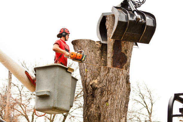 Best Tree Removal  in Nambe, NM